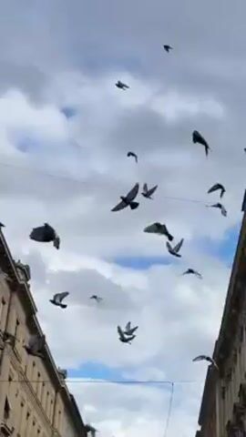 The video shows a flock of birds flying around buildings in an urban environment. The buildings are of various styles and colors, including beige, grey, pink, and brick. One building has a green dome. There is a construction crane visible in the background. A tree with bare branches is in the foreground of one shot. The sky is cloudy.