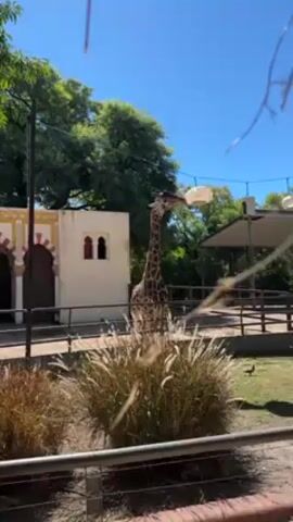 The video shows a giraffe at the zoo eating from a hanging white dispenser. The giraffe is brown and white with its characteristic spotted pattern. It is standing in an enclosure surrounded by a black metal fence with green grass and some low-lying brown plants. In the background is a tan building with red arched windows and a shaded pavilion. The sky is blue and the sun is shining.