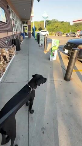 A video begins with a black Great Dane standing on a paved walkway outside a building. To the right, a dark SUV is parked at a gas pump under a red and white canopy. In the background, other vehicles are visible at gas pumps, and a water tower can be seen in the distance. The camera pans to the right, showing more gas pumps and vehicles. A red convertible sports car is parked at a pump, and a person is visible near it. The video continues to pan right, showing a Taco Bell sign and more of the gas station environment. The lighting suggests it is daytime, likely late afternoon or early morning due to the long shadows.
