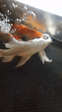 Koi tank close-ups and public buildings around Mesjid Reuntoh
