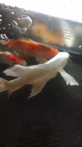Koi tank close-ups and public buildings around Mesjid Reuntoh