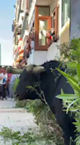 The video depicts a black bull with large horns standing on a paved area next to a row of lush green bushes, possibly oleander. The bull is partially obscured by the foliage, which appears to have some broken branches and leaves scattered on the ground around it. The bull moves its head, seemingly grazing on or interacting with the plants.

In the background, a multi-story building with whitewashed walls and dark wooden window frames is visible. Numerous people are gathered in the windows and leaning out of balconies on the upper floors, observing the bull below. Further down the street, more individuals are seen standing on the ground, maintaining a distance from the animal.

The scene unfolds during a bright, sunny day, indicated by the clear lighting and shadows. The architecture, featuring whitewashed buildings and traditional windows, is consistent with the provided location context of Vejer de la Frontera, Spain. The gathering of spectators at safe vantage points suggests an organized public event, likely related to bull festivities. No text is visible in the video.