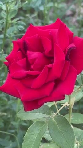 A close-up shot shows a deep red rose in bloom. The petals are layered and velvety, with a rich, saturated color. The rose is on a stem with green leaves and thorns. The background is softly blurred, showing more green foliage and hints of a garden setting. The lighting is natural, suggesting it was filmed outdoors. There are no people or animals visible in the frame. The camera is still, focusing entirely on the rose.