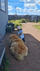 Kid and a big fluffy dog hang out in a Russian backyard