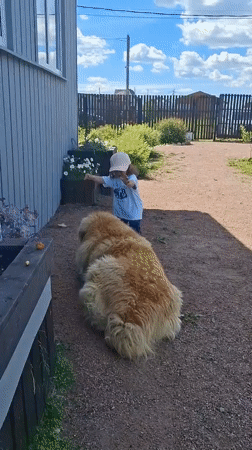 Kid and a big fluffy dog hang out in a Russian backyard