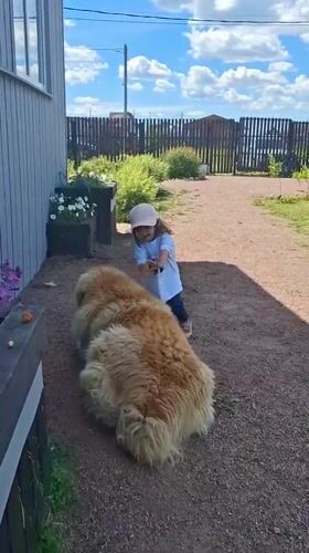 Kid and a big fluffy dog hang out in a Russian backyard