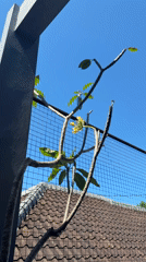 Morning moments with cats and garden scenes in Kuta Selatan