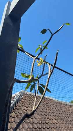 Morning moments with cats and garden scenes in Kuta Selatan