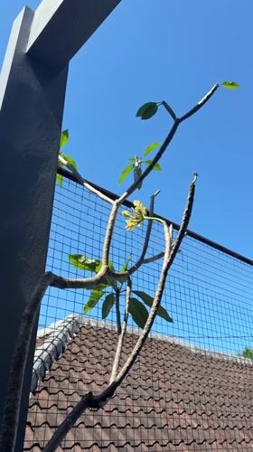 Morning moments with cats and garden scenes in Kuta Selatan
