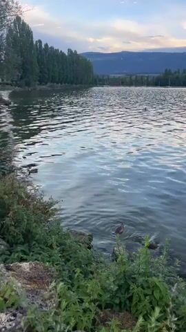 The video shows a body of water with gentle waves reflecting sunlight. In the lower right portion of the frame, a duck is swimming near the shore, which is lined with green plants and some rocks. The duck is dark brown and appears to be foraging or looking around. The water is a cool blue-grey color.