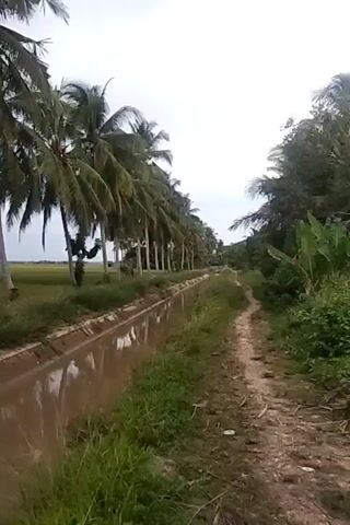 The video shows a rural scene with a row of coconut trees lining a muddy canal. The canal is on the right side of the frame, and a dirt path runs alongside it. Beyond the canal and trees is a field of what appears to be rice or some other crop. The sky is overcast. The camera is moving forward, suggesting it is being carried or is attached to a moving vehicle.