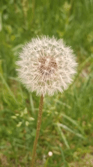 Dandelion seed head filmed in close-up in Gyumri field