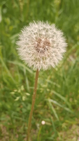 Dandelion seed head filmed in close-up in Gyumri field