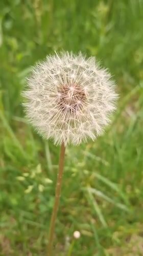 Dandelion seed head filmed in close-up in Gyumri field