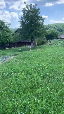 This media file depicts a pastoral scene in Zamostia, Ukraine, under a bright, partly cloudy sky, suggesting it is daytime, likely late morning or early afternoon. The setting is a lush, green meadow filled with various wild grasses and small white wildflowers. In the mid-ground, a large, mature deciduous tree stands prominently, its dense foliage casting some shade.

The primary subjects are two goats. One is a tan or light brown goat, which is grazing peacefully in the grass. The other is a white goat, which appears to be approaching or interacting with the tan goat. Their presence suggests a rural or farm-like environment.

Behind the goats and the large tree, there is a rustic building with a dark, sloped roof, possibly a shed or outbuilding, characteristic of a rural Ukrainian landscape. Further in the background, more trees and rolling hills covered in vegetation are visible, reinforcing the natural and somewhat remote setting. The overall atmosphere is serene and tranquil, evoking a sense of peace and the simple beauty of the countryside. No text is visible in the media file.