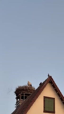 The video shows the rooftop of a building against a light blue sky.  A stork is perched in a large nest atop a tower-like structure on the left side of the building. Several pigeons are on the roof of the building, on the right side.  A swarm of small birds or insects flies in the distance.  The building has a window with a closed green shutter.