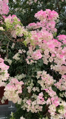 Bougainvillea blooms captured on camera in Thailand early morning