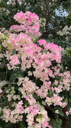 Bougainvillea blooms captured on camera in Thailand early morning