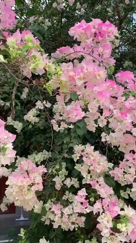 Bougainvillea blooms captured on camera in Thailand early morning