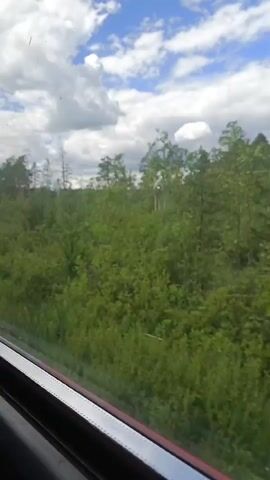 This video shows a view from a vehicle, likely a train, traveling through a lush, green forest and under a partly cloudy sky. The scene is dominated by dense foliage, with a variety of trees and undergrowth creating a vibrant, natural landscape. Tall, slender trees with sparse needles pierce the canopy in the background, suggesting a boreal or temperate forest environment. The sky is a mix of bright blue patches and fluffy white clouds, indicating fair weather, possibly late morning or early afternoon. The perspective from the vehicle's window, with its dark frame and a glimpse of a red trim, suggests movement and a journey. The overall impression is one of natural beauty and peaceful transit through the Russian wilderness. There is no visible text in the media.
