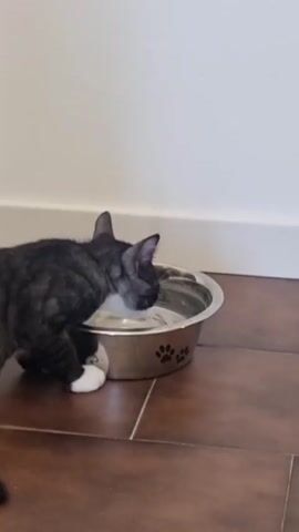 A black and white cat is drinking from a stainless steel bowl on a tiled floor. The cat is a tabby with white paws. The bowl has paw prints embossed on the side. The background is a plain white wall with a white baseboard. The lighting is bright.