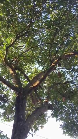 The video shows a view looking up into the branches of a large tree with green leaves and some visible fruit. The tree appears to be located outdoors. Below the tree, there is a small, open-air structure with a wooden roof and posts. Inside and around the structure, there are various objects, including what appears to be a motorbike parked on the right side and some wooden counters or stalls. The ground around the structure is made of paving stones and dirt. The sky is visible through the leaves of the tree. The overall impression is a rustic, outdoor scene, possibly near a market or roadside stall. There are no people visible in the video.