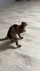 Cats and dog documented during evening hours in Chaikovsky home