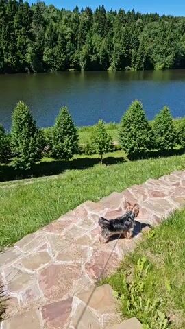 A Yorkshire Terrier walks on a stone pathway next to a body of water, surrounded by lush green grass and trees. The dog is on a leash, and its tail wags as it moves along the path. The water is calm and reflects the blue sky, which is clear with a few scattered clouds. A dense forest of trees borders the far side of the water, creating a picturesque and serene landscape. The overall scene evokes a sense of tranquility and natural beauty.