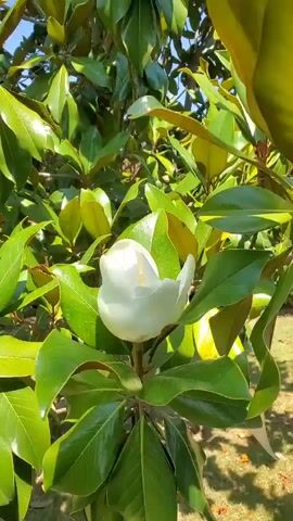 This is a close-up, vertical video of a white magnolia flower in bloom, surrounded by its glossy green leaves. The flower is in the foreground, its petals unfurling to reveal a cluster of yellow stamens at its center. The bright sunlight suggests it is daytime, likely a sunny day given the vibrant greens and the clear lighting. The background is filled with more foliage and hints of a shadowy ground, possibly grass, suggesting an outdoor setting like a garden or park. The focus is entirely on the beauty and delicate structure of the flower, with no people or other objects visible. The overall mood is serene and natural, highlighting the bloom in its verdant environment. There is no visible text in the media. The location context provided is Nea Santa, Greece.