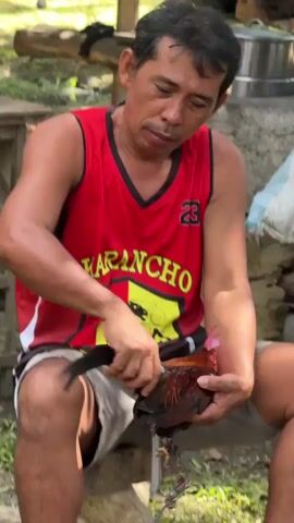 A man wearing a red tank top, grey shorts, and dark slide sandals is squatting on grass, holding a small brown and red chicken. He is holding the chicken by its body with his left hand and by its tail feathers with his right hand, seemingly trying to remove its tail feathers. The man has short, dark hair and appears to be concentrating on the task. The chicken struggles slightly as the man pulls its feathers. In the background, there is more grass, dirt, and some wooden objects.
