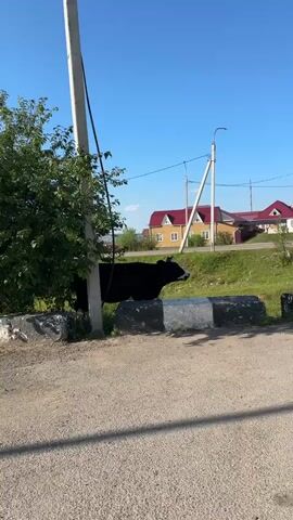 A black cow with white markings on its face stands near a road. The cow is positioned behind a concrete barrier. In the background, there are houses with red roofs, power lines, and trees. The sky is clear and blue.