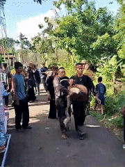 Crowd gathers as men carry large python on road