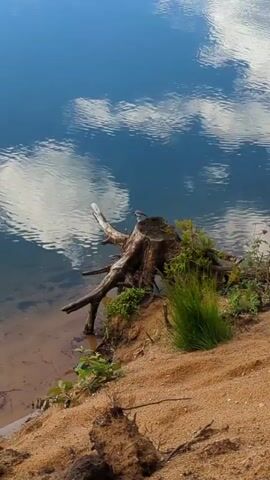 The video captures a serene waterside scene, likely in Severnaya Samarka, Russia. The primary subjects are a weathered tree stump emerging from a sandy bank and a small bird perched on it. The stump, with its gnarled roots and exposed wood, suggests age and a past life as a tree. Lush green grass and smaller plants grow around the base of the stump and on the sandy embankment, adding touches of vibrant life to the otherwise muted earthy tones.

The setting is a tranquil lake or river. The water is a deep, clear blue, reflecting the sky and scattered white clouds like a mirror. The reflections are crisp, indicating a calm day. The sandy bank slopes gently down to the water's edge, with loose soil and some debris at the foreground. In the distance, a dense line of trees forms a dark, horizontal silhouette against the horizon, characteristic of a natural, undeveloped landscape.

There is no discernible activity or event taking place, other than the bird's presence. The mood is peaceful and contemplative, evoked by the stillness of the water, the natural surroundings, and the quiet solitude. The time of day appears to be daytime, given the brightness of the reflections and the sky. The weather seems fair and calm, suitable for outdoor observation. No text is visible in the media file.