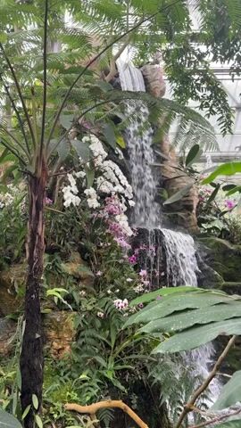 The video captures a close-up view of a waterfall cascading down a rocky cliff face adorned with lush greenery and delicate orchids. Tall ferns frame the scene on the left, their fronds obscuring a portion of the waterfall. Orchids, in shades of white and pink, bloom abundantly amongst the moss-covered rocks and ferns, adding vibrant splashes of color to the verdant landscape. The water tumbles down in multiple streams, creating a dynamic and serene natural spectacle. The lighting suggests an indoor environment, possibly a botanical garden or greenhouse, with diffused light filtering through overhead foliage. No people or animals are visible in the frame. The overall impression is one of tranquility and natural beauty, highlighting the interplay of water, rock, and flora.