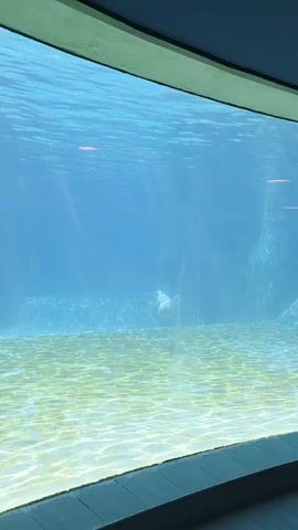 The video shows a dolphin swimming in a large aquarium tank. The water is clear and blue, with a sandy bottom. The dolphin is a light gray color and swims toward the viewer, passing over a smaller fish. The tank is framed by a rectangular window.