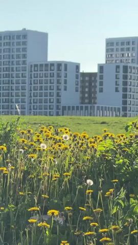 A vertical, medium shot shows a field of yellow dandelions with apartment buildings in the background. The dandelions are the focal point, filling the lower half of the frame with vibrant yellow blossoms and white seed heads. The grass is green and lush, and there are some weeds mixed in with the dandelions. The apartment buildings in the background are modern and angular, with large windows and light-colored exteriors. They create a sharp contrast with the natural beauty of the field. The sky is a clear, bright blue, indicating a sunny day. There is no movement or sound in the video.