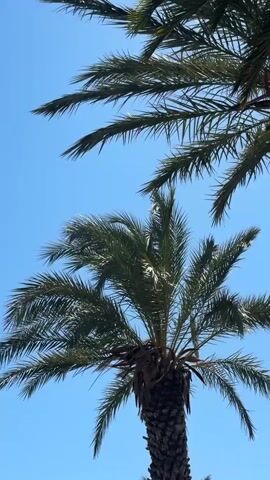 The video shows the tops of two palm trees against a clear blue sky. The camera is looking upwards, emphasizing the height of the trees. The fronds of the palm trees are green and appear to be moving slightly, suggesting a gentle breeze. The trunk of the lower palm tree is visible, textured and dark brown. The lighting indicates it is daytime.