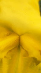 Spring flowers bloom in Bulgarian garden, captured by witness