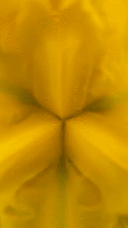 Spring flowers bloom in Bulgarian garden, captured by witness