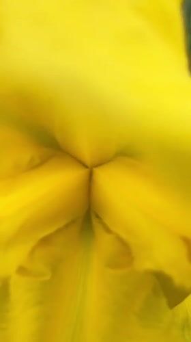 Spring flowers bloom in Bulgarian garden, captured by witness
