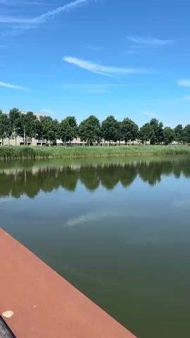 The video shows a calm body of water, likely a lake or pond, reflecting the bright blue sky and a line of trees and buildings on the opposite bank. Tall green reeds line the near bank in some sections. The water's surface is smooth with only slight ripples. A rusty-colored metal railing is visible in the bottom left corner of the frame. The scene appears to be a natural or semi-natural environment on a clear, sunny day.