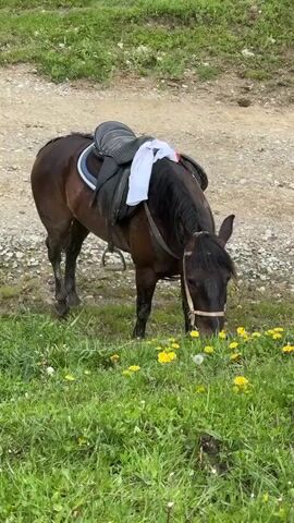 A saddled brown horse is grazing in a grassy patch beside a dirt road. The horse has a black mane and a white cloth is draped over its saddle. The grass is green with yellow dandelions scattered throughout. The dirt road is light colored and rocky. The video is taken from a stationary, eye-level perspective.