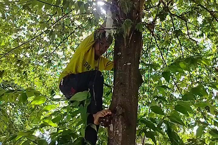 A child in a yellow shirt and black pants climbs a tree, surrounded by green leaves. The child's body is partially obscured by the leaves and the trunk of the tree, but they appear to be using their hands and feet to grip the bark. The sun shines through the canopy, creating a dappled light effect. In the background, a slide and a body of water are visible, suggesting the scene takes place in a park or recreational area.