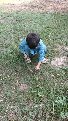 Rural boy documented doing farm work in Pakistan village