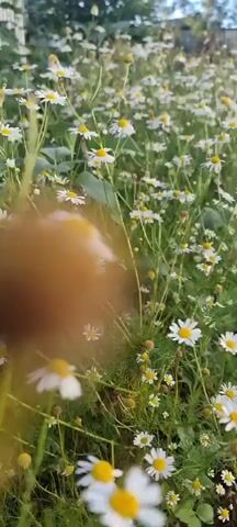 The video shows a close-up view of a field of chamomile flowers. The camera is moving, giving a sense of walking through the field. The flowers are white with yellow centers, and they are surrounded by green leaves and stems. The lighting suggests it is daytime, possibly late afternoon due to the soft light. There are no people or animals visible in the video. The overall impression is one of natural beauty and tranquility.