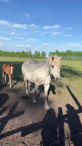 A medium shot shows a white pony and a foal standing on a grassy, tree-lined field, under a bright blue sky dotted with fluffy white clouds. The pony, slightly to the right of the frame, is facing toward the camera. The foal stands to her left. A fence and a partial shadow are visible in the foreground, slightly obscuring the lower left. A hand is shown waving toward the pony in the direction of the camera.