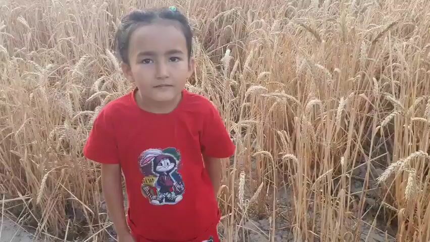 A young girl stands in a field of dry wheat. She is wearing a red t-shirt with a cartoon character on it and red pants. Her hair is pulled back in pigtails. She looks at the camera, then turns to look at the wheat and reaches out to touch it.