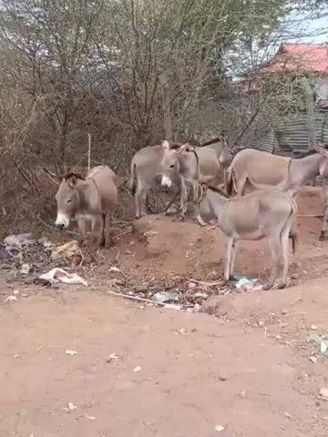 A group of donkeys are gathered in an outdoor area. There are several donkeys visible, some standing on a dirt mound and others on the ground. The ground is covered with dirt and scattered debris, including plastic bags and wrappers. In the background, there are trees, bushes, a corrugated metal fence, and a building with a red roof. The donkeys appear to be of various sizes and colors, mostly light brown or gray. Some of the donkeys have ropes around their necks or bodies, suggesting they may be tethered. The lighting suggests it is daytime.