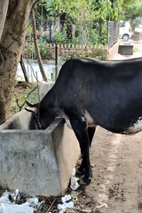 Everyday street life and wildlife along a Gurgaon roadside