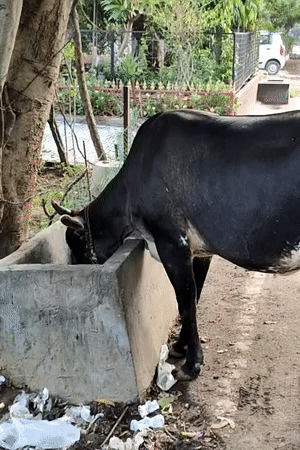 Everyday street life and wildlife along a Gurgaon roadside